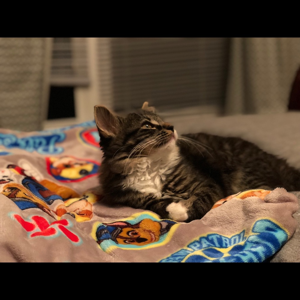 Meet your Posher, Kristen